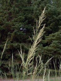 Calamovilfa longifolia